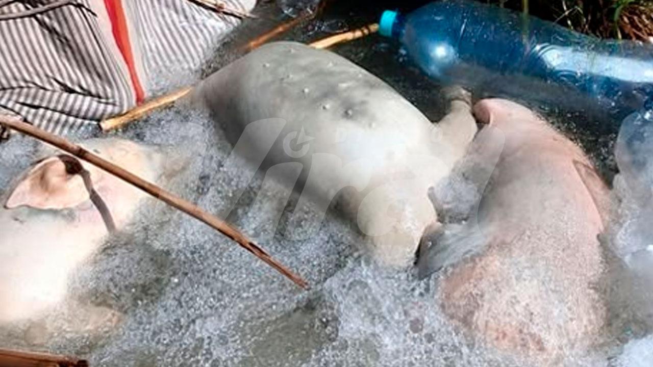 Alerta en Camaná: arrojan animales muertos a canal de regadío y ponen en riesgo cultivos