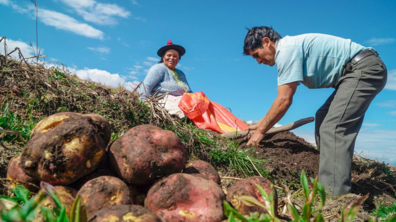 Arequipa produce 286 mil toneladas de papa al año y reúne a 9600 agricultores