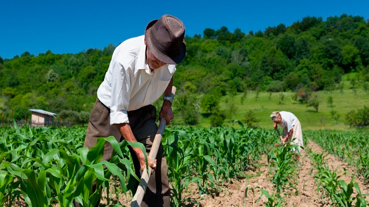 Altas temperaturas destruyen 28 mil hectáreas de cultivos en Arequipa