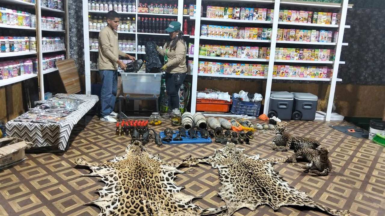 Arequipa: decomisan animales silvestres vivos y disecados 
