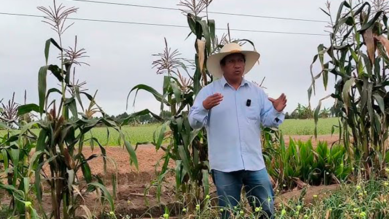 Cabanaconde: producción de maíz cabanita cayó 60 % por falta de agua y agricultores denuncian abandono
