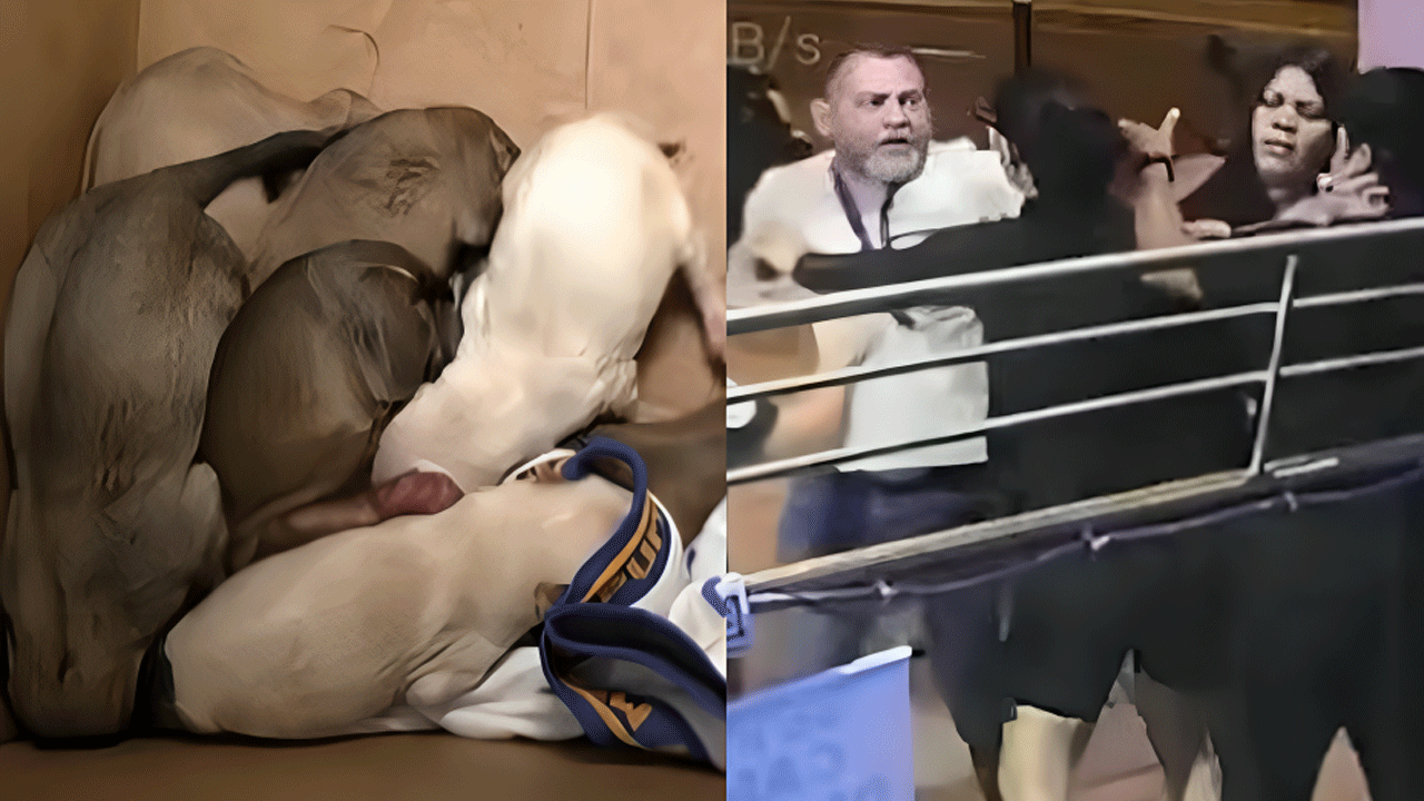 Surco: ataque a veterinario tras abandono de cachorros en clínica