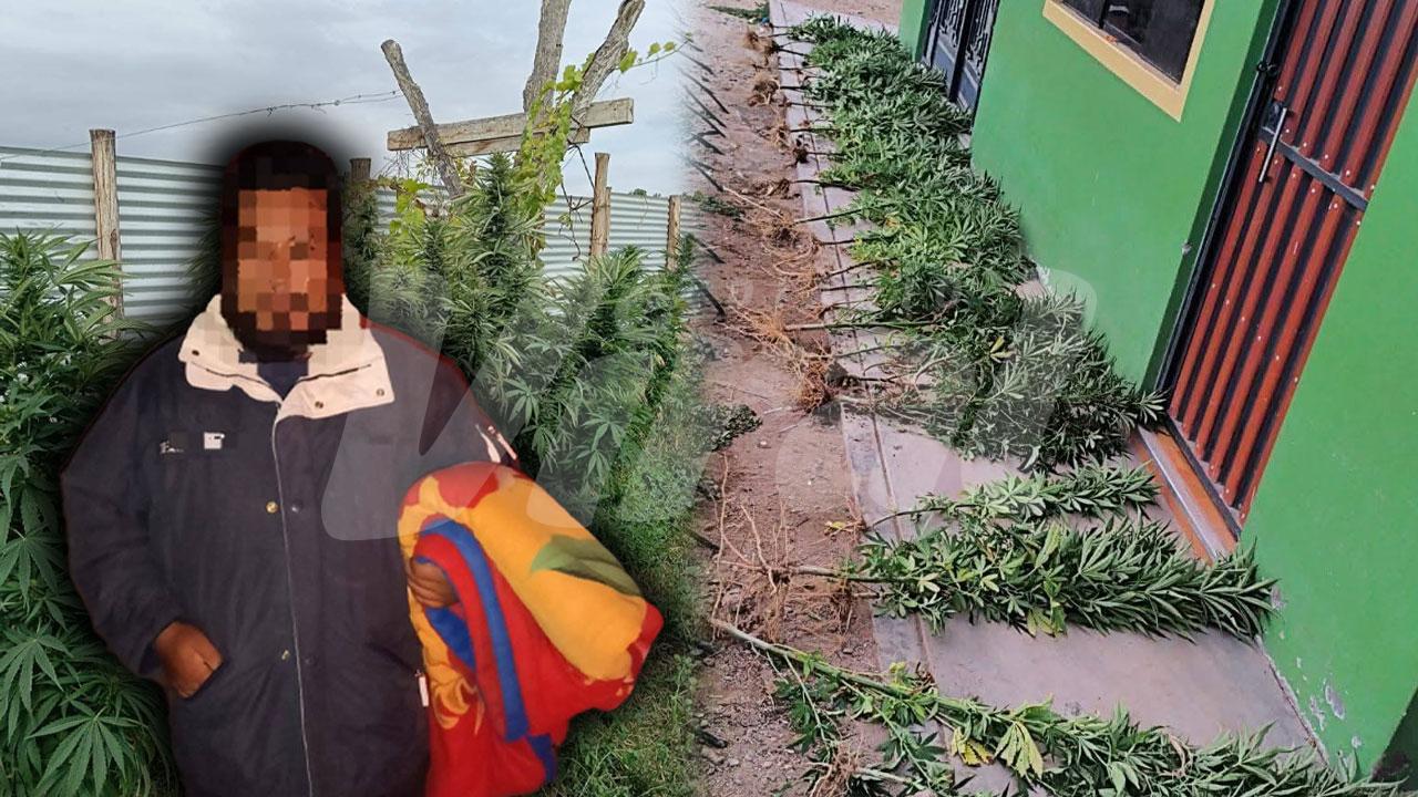 Detienen a agricultor por presunto cultivo de marihuana en El Pedregal