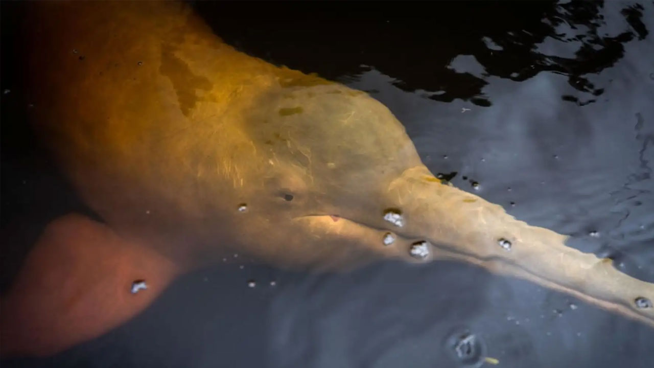 Humedales amazónicos en alerta por cambio climático