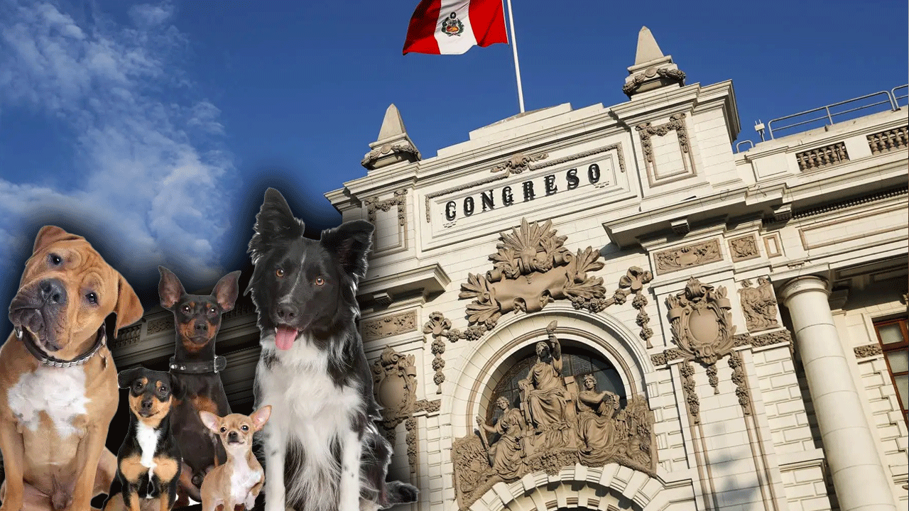 Congreso endurece penas por maltrato animal y castiga difusión de agresiones en redes sociales