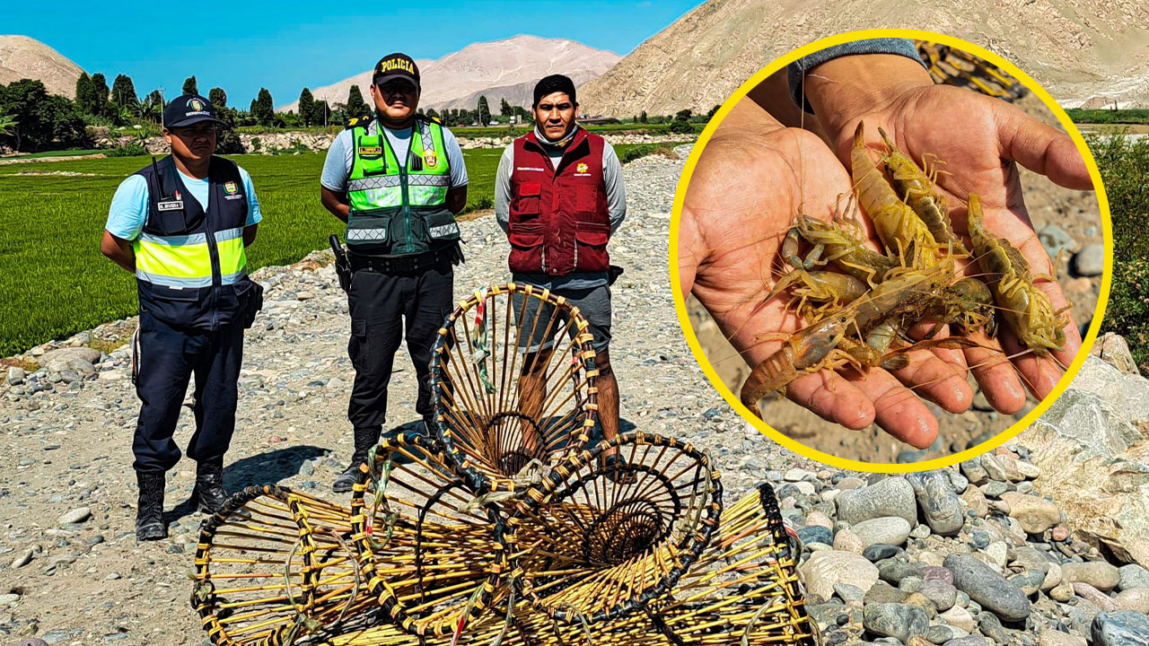 Eliminan 150 izangas en río Tambo