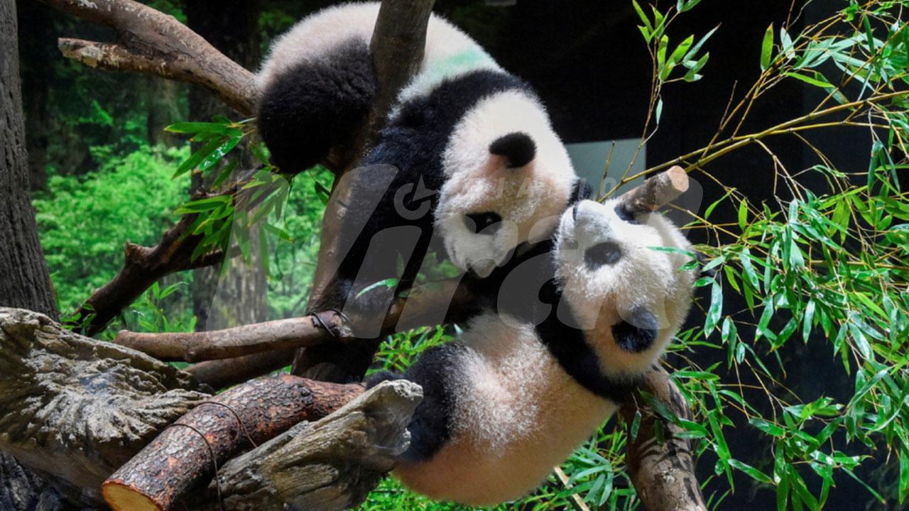¡Pura ternura! China enviará pandas gigantes a Estados Unidos, como gesto de acercamiento diplomático