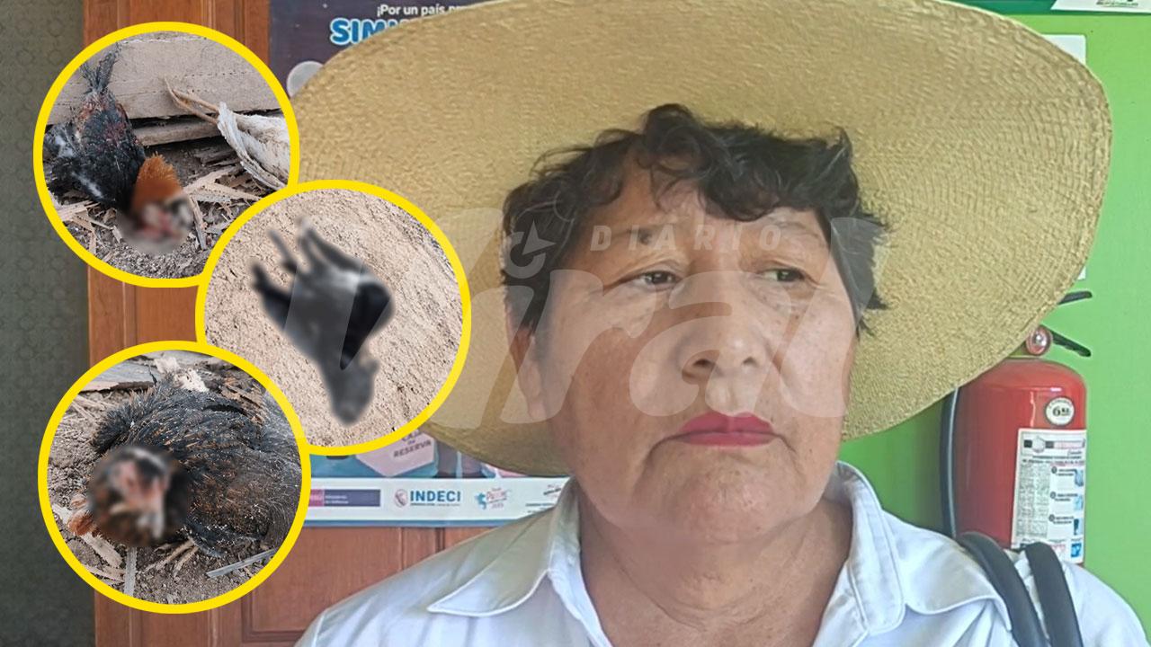 Acusan a alcaldesa de Majes de zoocidio
