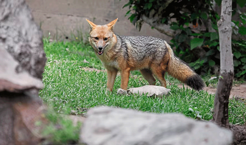  Run Run y su familia se convierten en la gran atracción turística de Granja Porcón